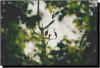 herons through trees.jpg (14560 bytes)